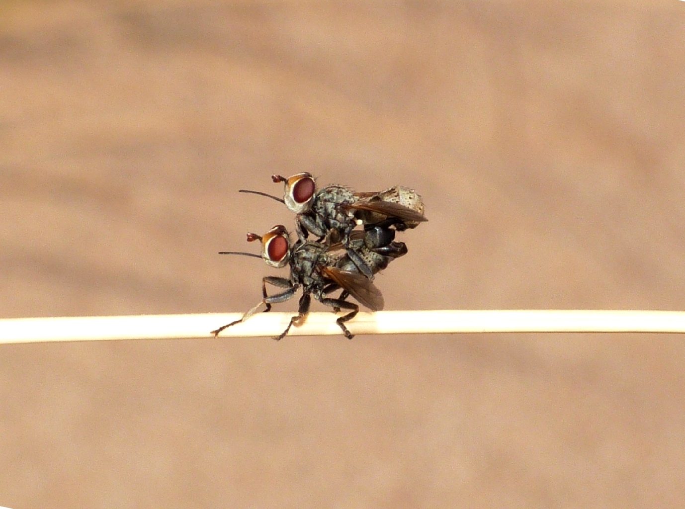 Coppia di acrobati funamboli
